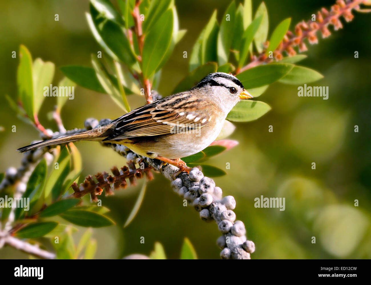 Ein weißkroniger Sperling (Zonotrichia leucophrys), der auf einem Ast thront und vor einem verschwommenen Hintergrund abgebildet ist. Stockfoto