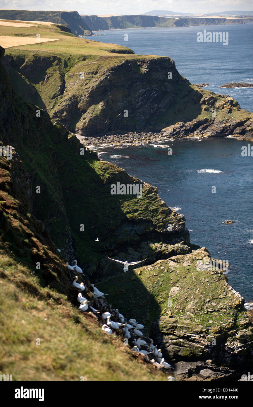 Herrliche Basstölpel an Troup Head in Aberdeenshire, wo mehr als 150000 Brutvögel in den Sommermonaten besuchen Stockfoto