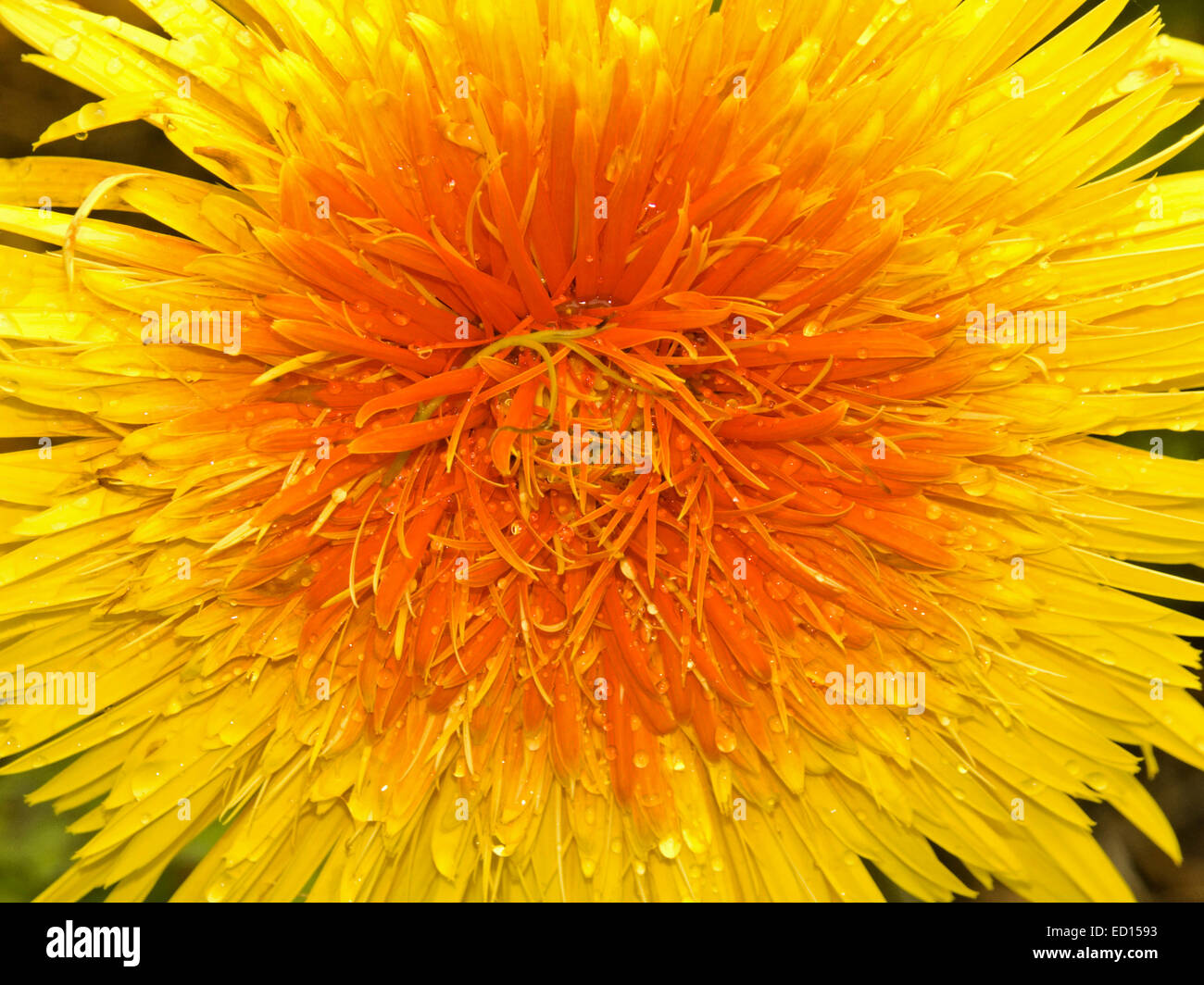 Nahaufnahme des spektakulären lebhaft orange & gelb gefüllte Blüte, Gerbera Bauerii Nobleflora Sorte mit mehreren Lagen Blütenblätter Stockfoto