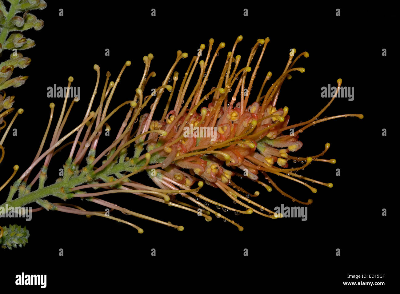 Orange Blüte der Grevillea "Coastal Dawn", eine australische einheimische Pflanze vor einem dunklen Hintergrund Stockfoto