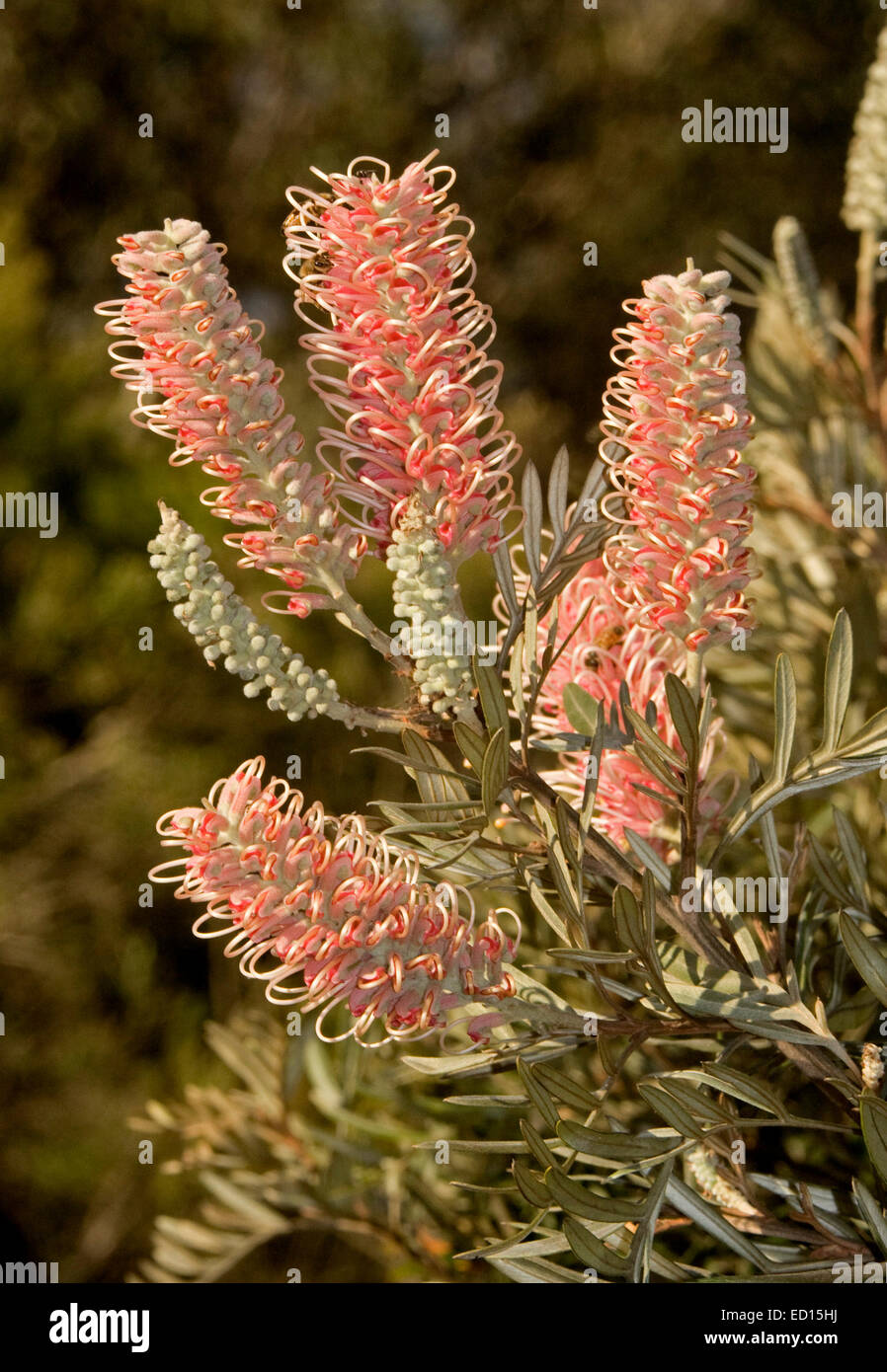Cluster von rosa Blüten, Knospen & Blätter der Grevillea "Rosa Überraschung", eine australische einheimische Pflanze vor einem dunklen Hintergrund Stockfoto