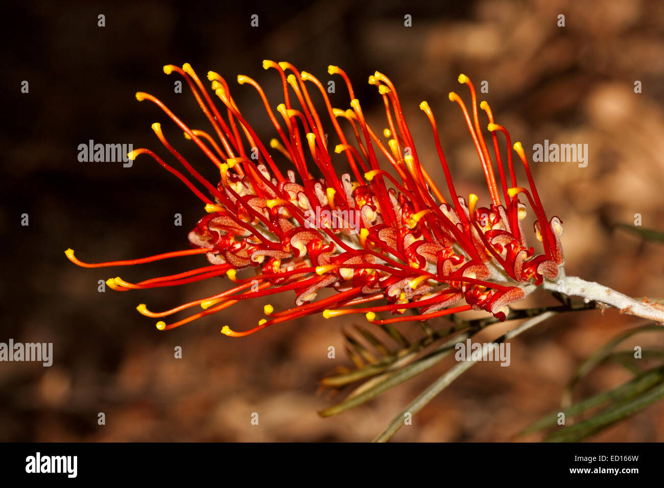 Lebendige orange / rote Blume der Grevillea 'Sonnenuntergang Bronze', eine australische einheimische Pflanze vor einem dunklen Hintergrund Stockfoto