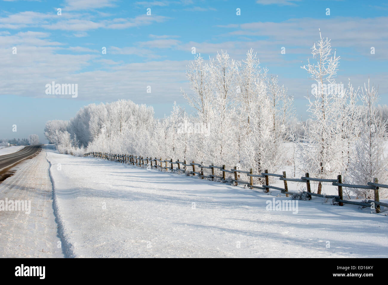 Raureif auf Bäumen Stockfoto