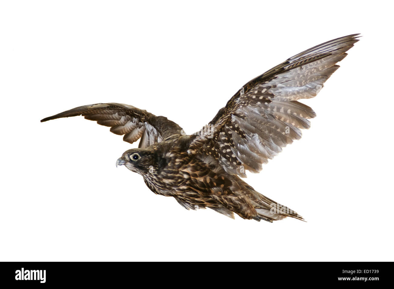 fliegenden Falken isoliert auf weißem Hintergrund Stockfoto