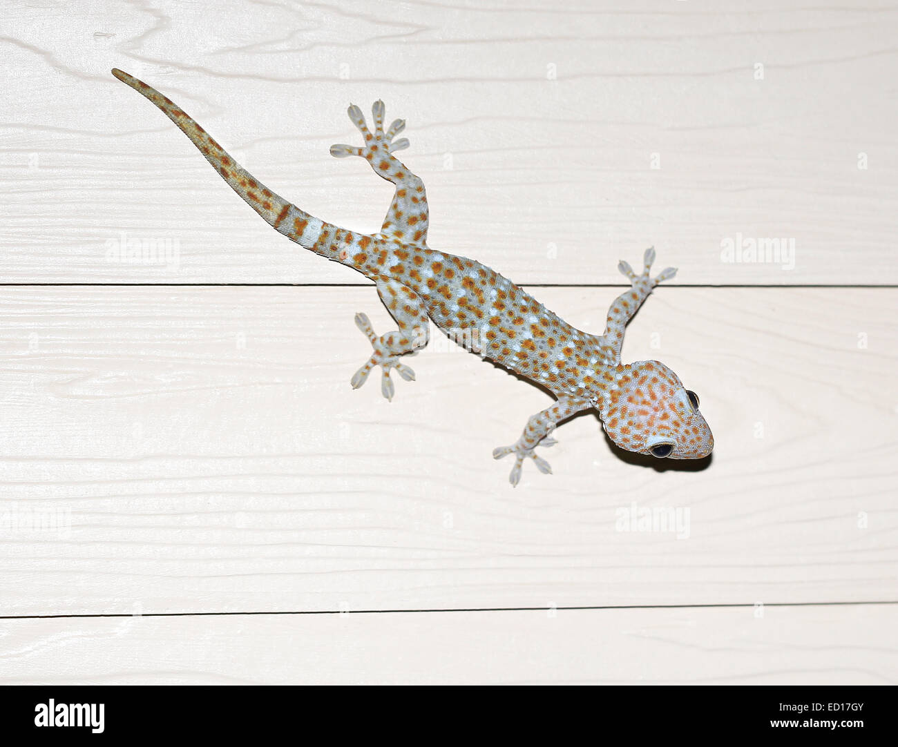 schöne Fotos von exotischen Tokay Gecko an der Wand Stockfoto