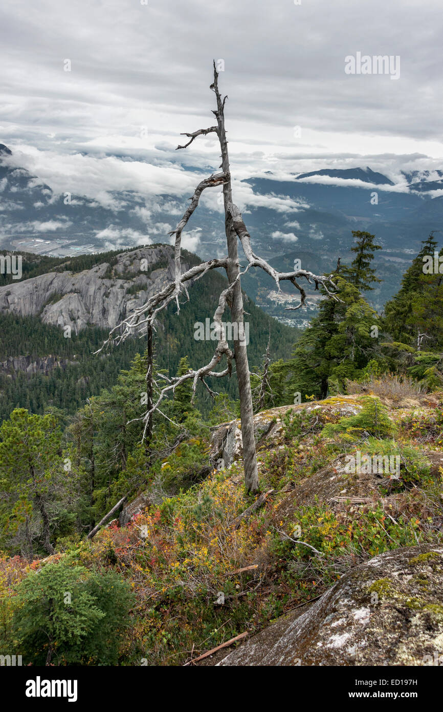 Toten Kiefer mit Herbstfarben, Sea to Sky Gondola, Squamish, British Columbia, Kanada Stockfoto