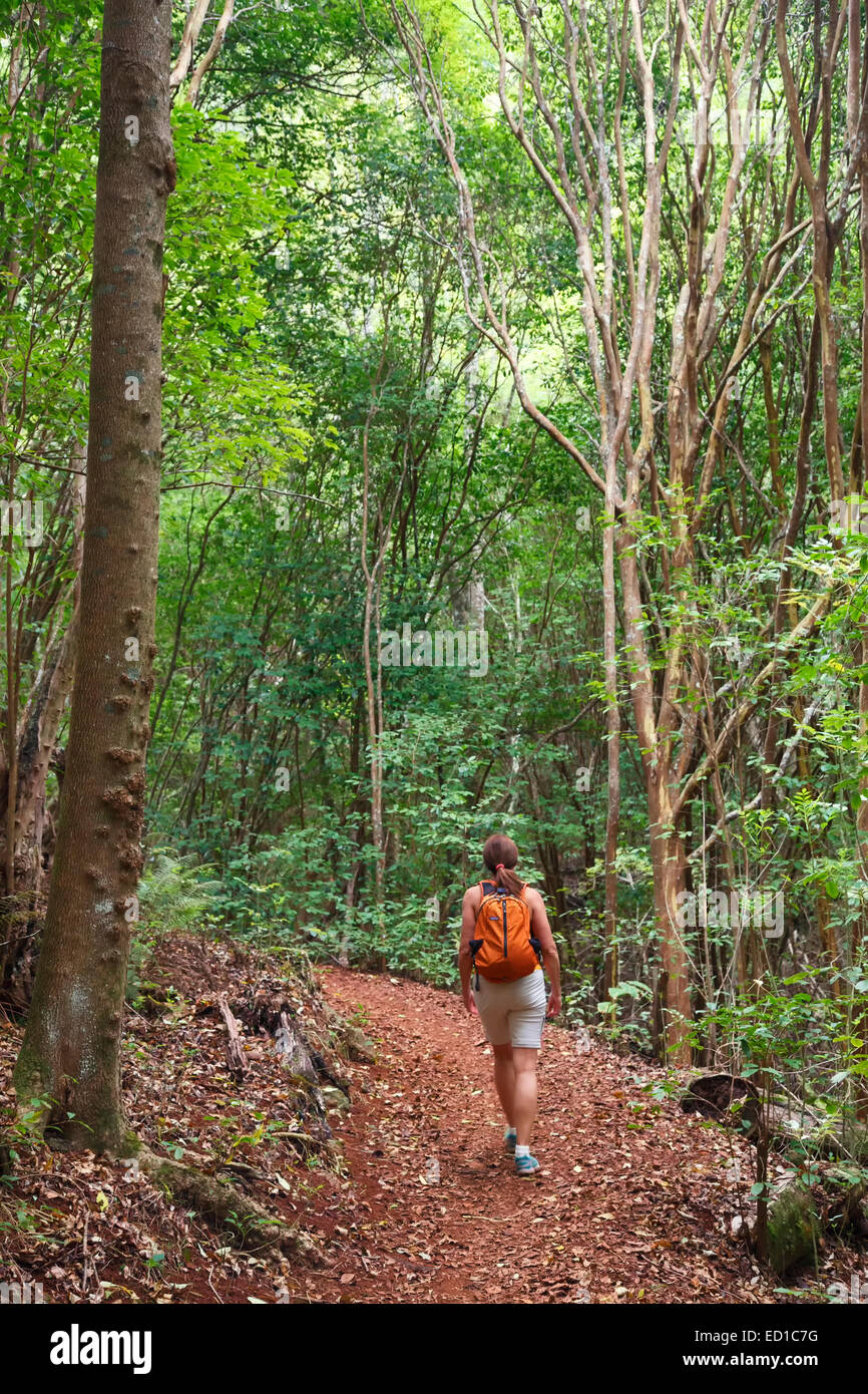 Wandern der Kahakapao LoopTrail, Makawao Waldreservat, Maui, Hawaii.  (Modell freigegeben) Stockfoto