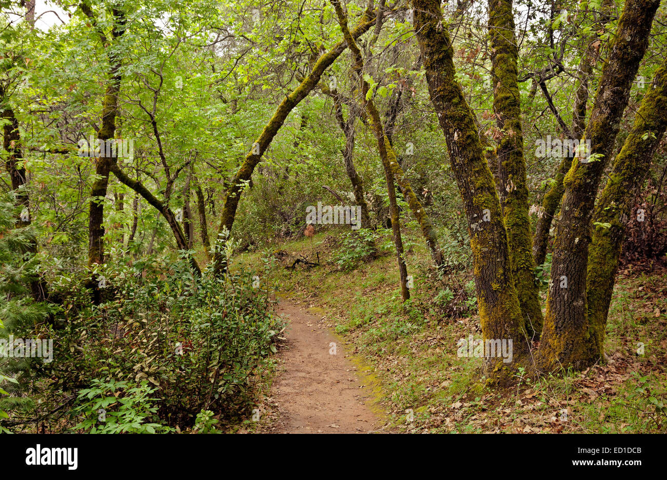 CA02615-00... Kalifornien - Monroe-Höhenweg in den Marshall Gold Discovery State Historic Park. Stockfoto