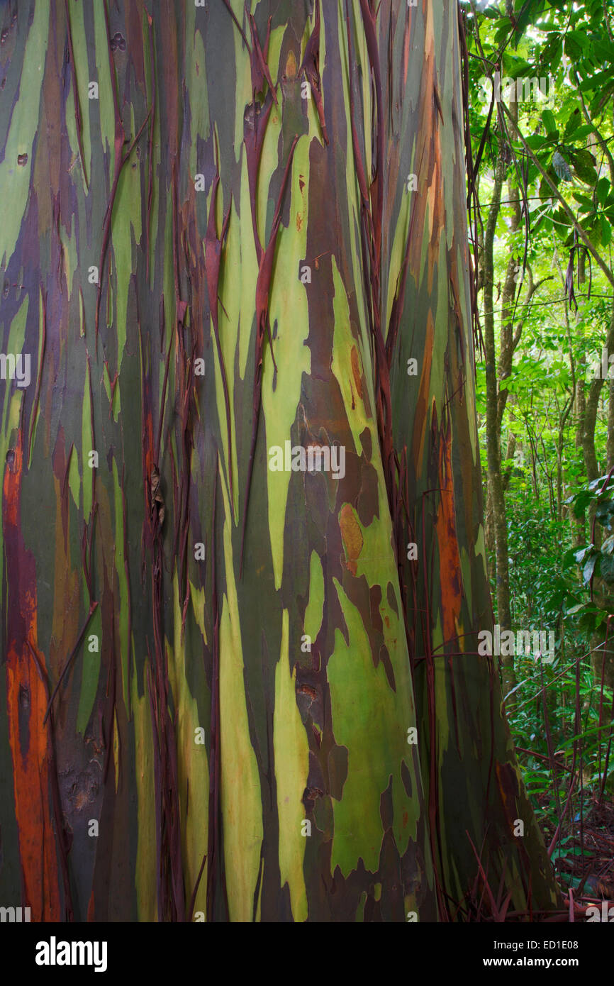 Bunte Eukalyptus-Bäume entlang der Hana Highway, Maui, Hawaii. Stockfoto