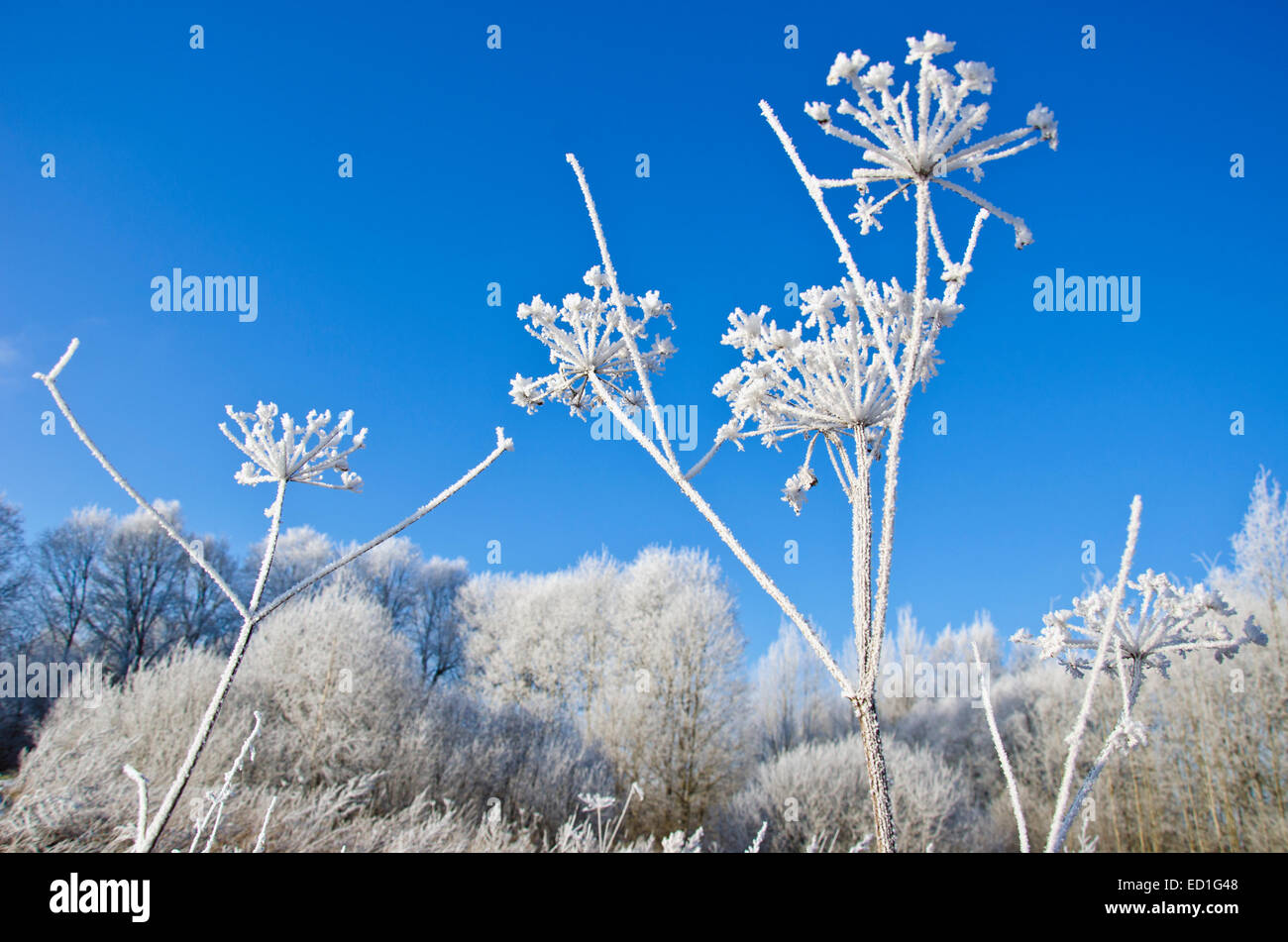 schönen Winter Zeit Raureif auf Pflanzen. Midwinter Landschaft Stockfoto
