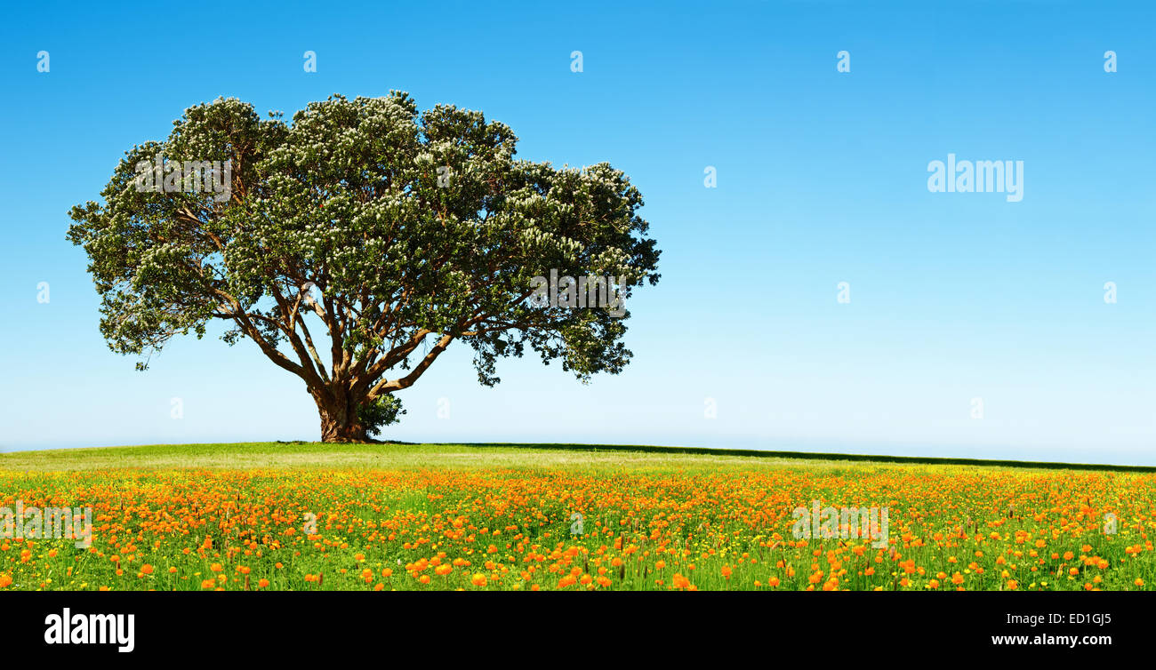 Einsamer Baum auf dem blühenden Feld vor blauem Himmelshintergrund Stockfoto