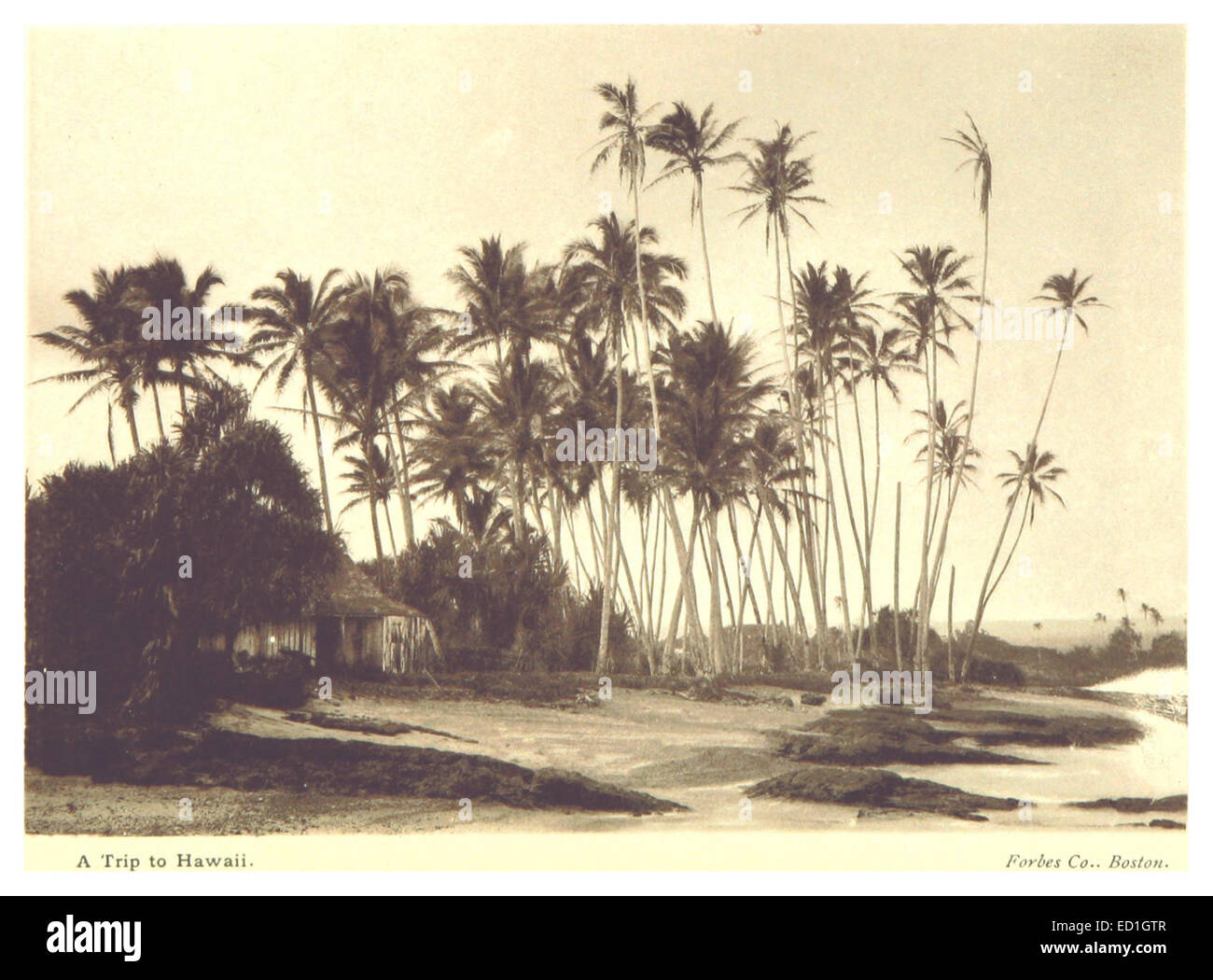 STODDARD(1892) pg73 Cocoanut Insel - Hilo Stockfoto