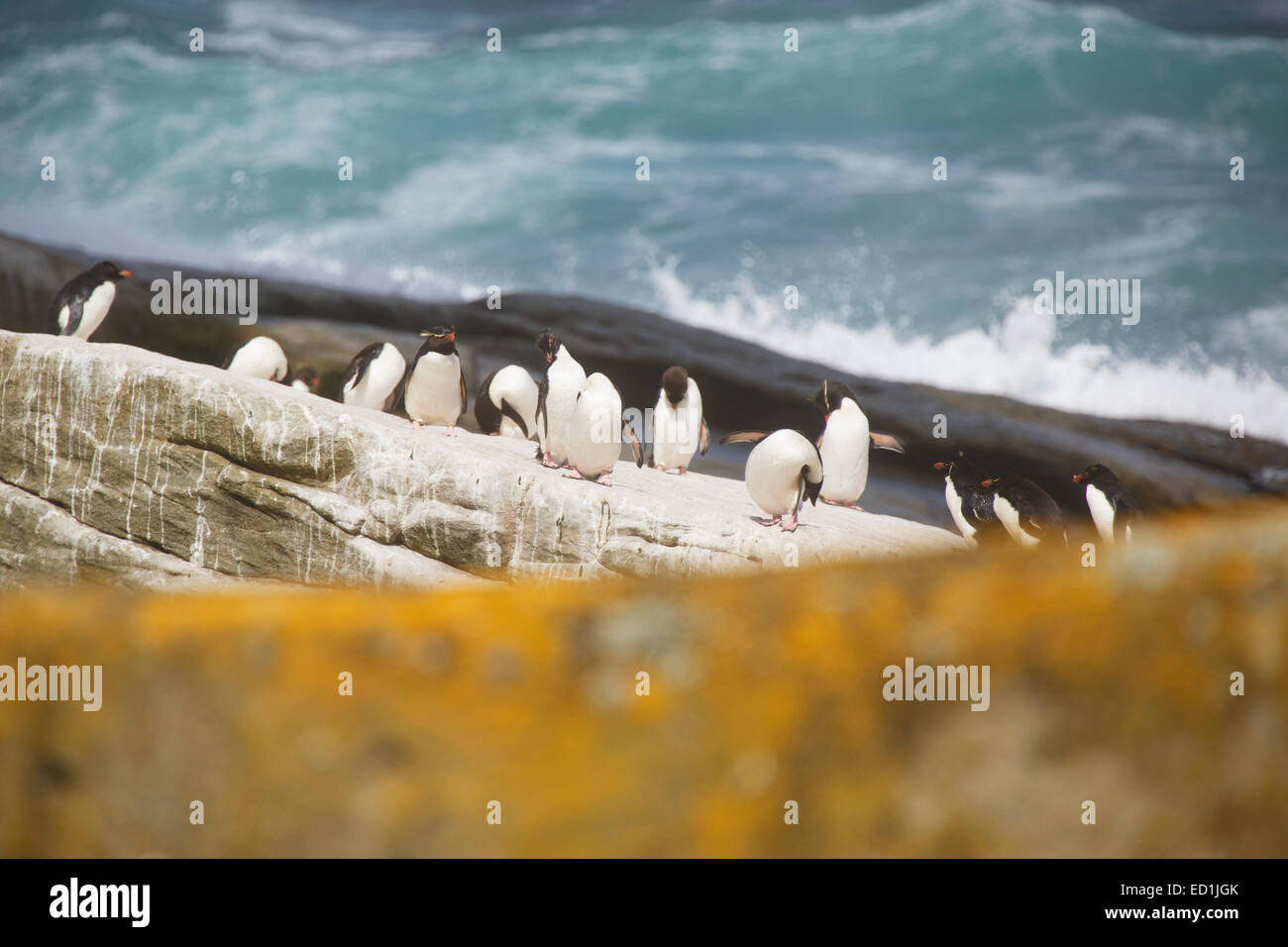 Rockhopper Penguins, neue Insel Conservation Trust, New Island, Falkland-Inseln. Stockfoto