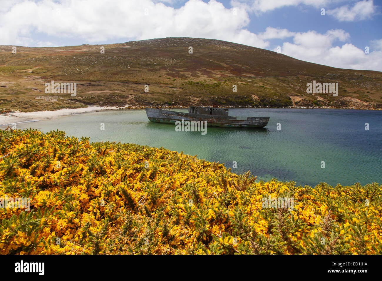Schiffswrack, neue Insel Conservation Trust, neue Insel, Falkland-Inseln. Stockfoto