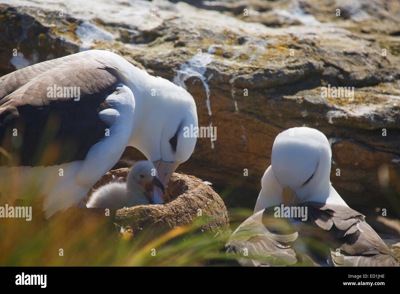 Verschachteln von Black-browed Albatross, neue Insel Conservation Trust, neue Insel, Falkland-Inseln. Stockfoto