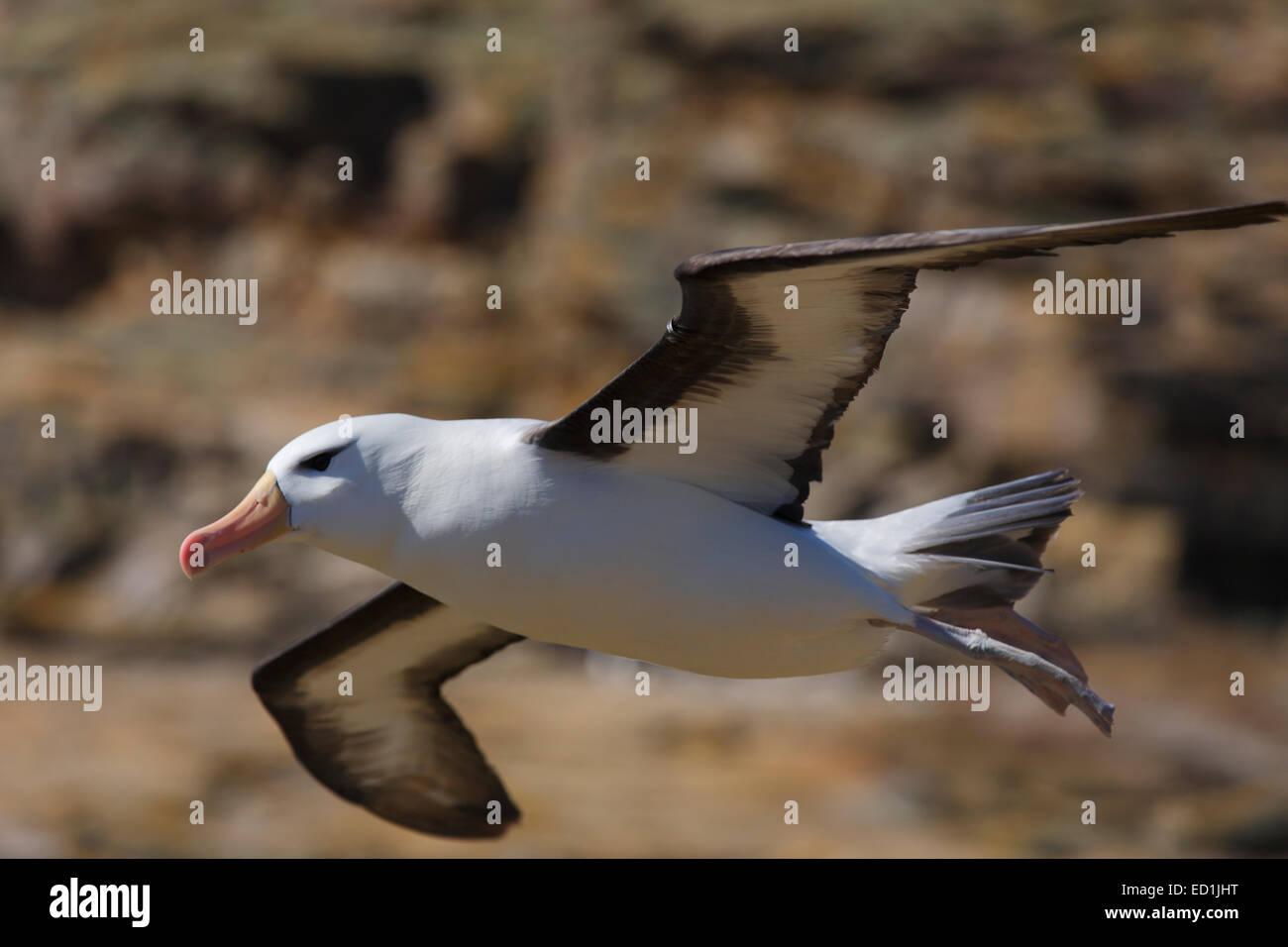 Black-browed Albatross, neue Island Conservation Trust, neue Insel, Falkland-Inseln. Stockfoto