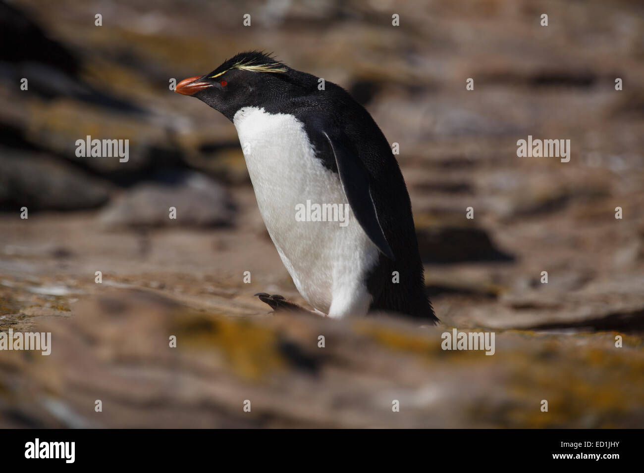 Felsenpinguin, neue Island Conservation Trust, neue Insel, Falkland-Inseln. Stockfoto