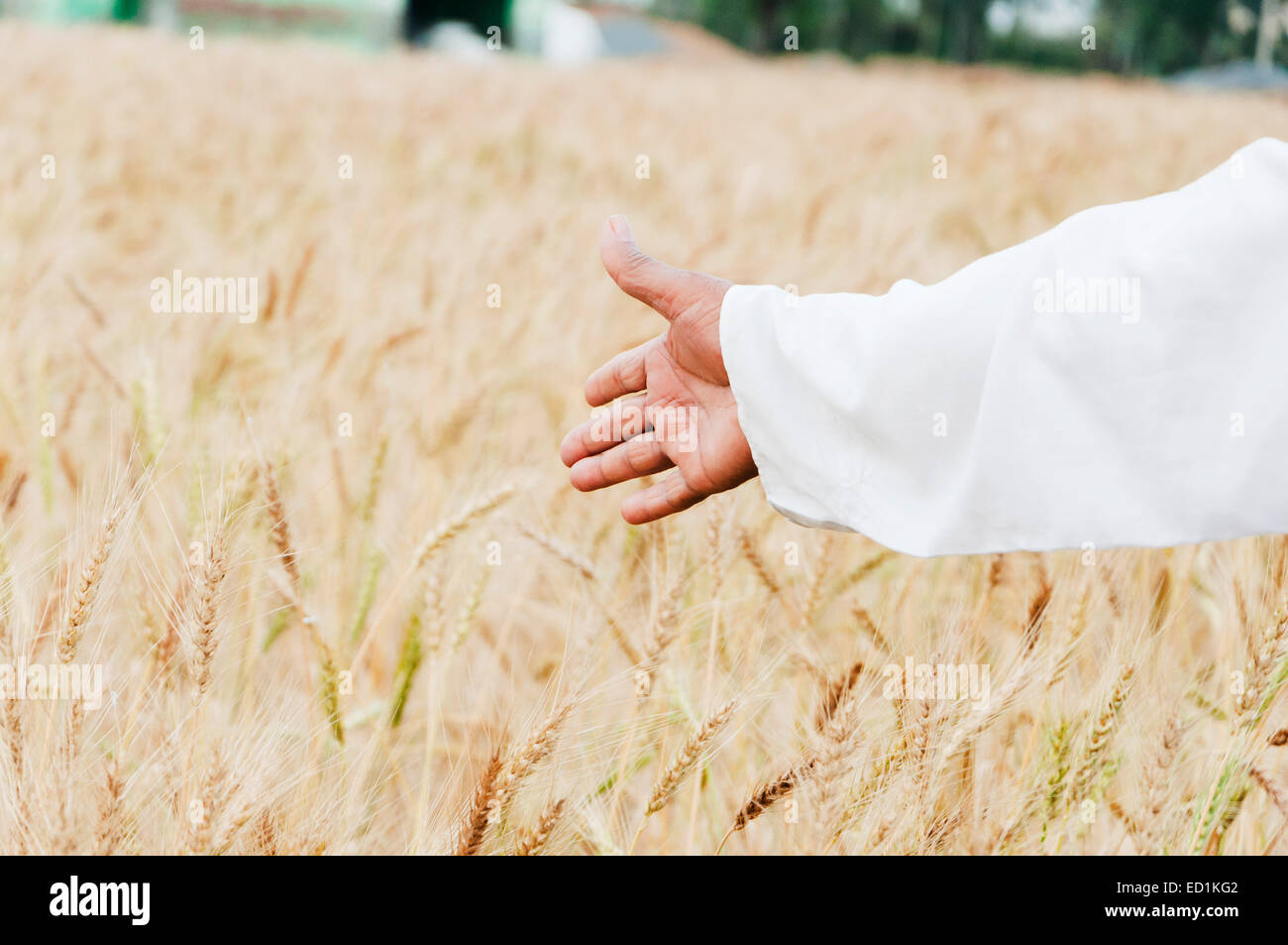 1 alte Bauernhof Ernte Weizen wünschen Stockfoto