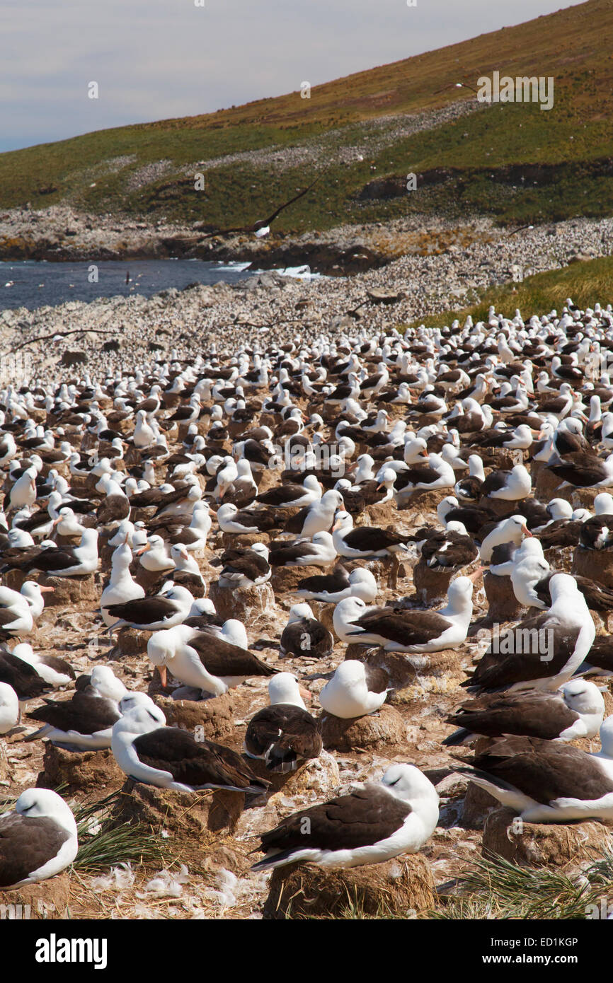 Eine riesige Kolonie von Black-browed Albatross auf Steeple Jason, Falkland-Inseln. Stockfoto