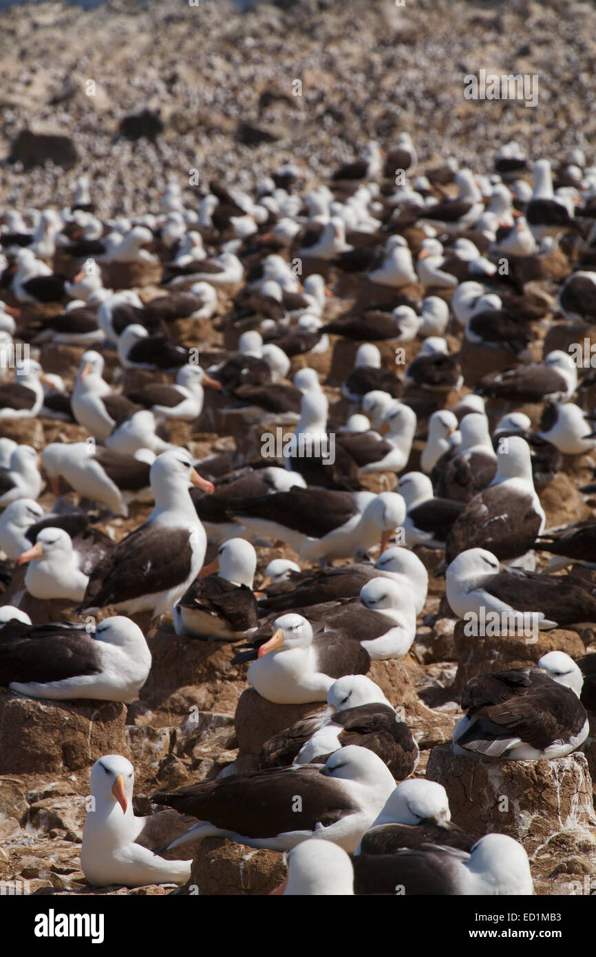 Eine riesige Kolonie von Black-browed Albatross auf Steeple Jason, Falkland-Inseln. Stockfoto