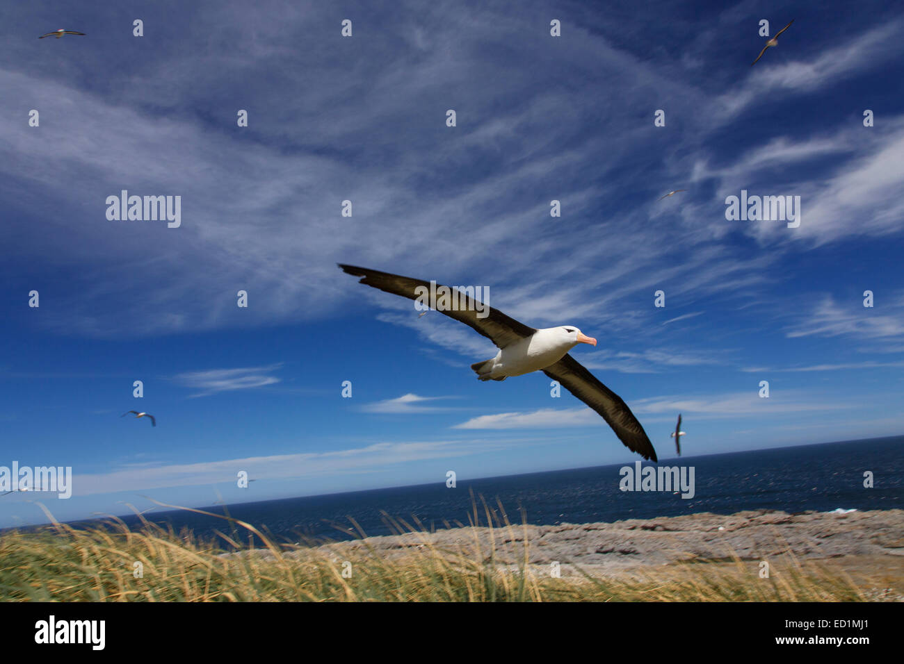 Black-browed Albatross im Flug auf Steeple Jason, Falkland-Inseln. Stockfoto