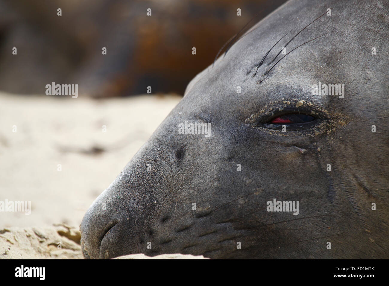 Südlichen See-Elefanten, Sea Lion Island, Falkland-Inseln. Stockfoto