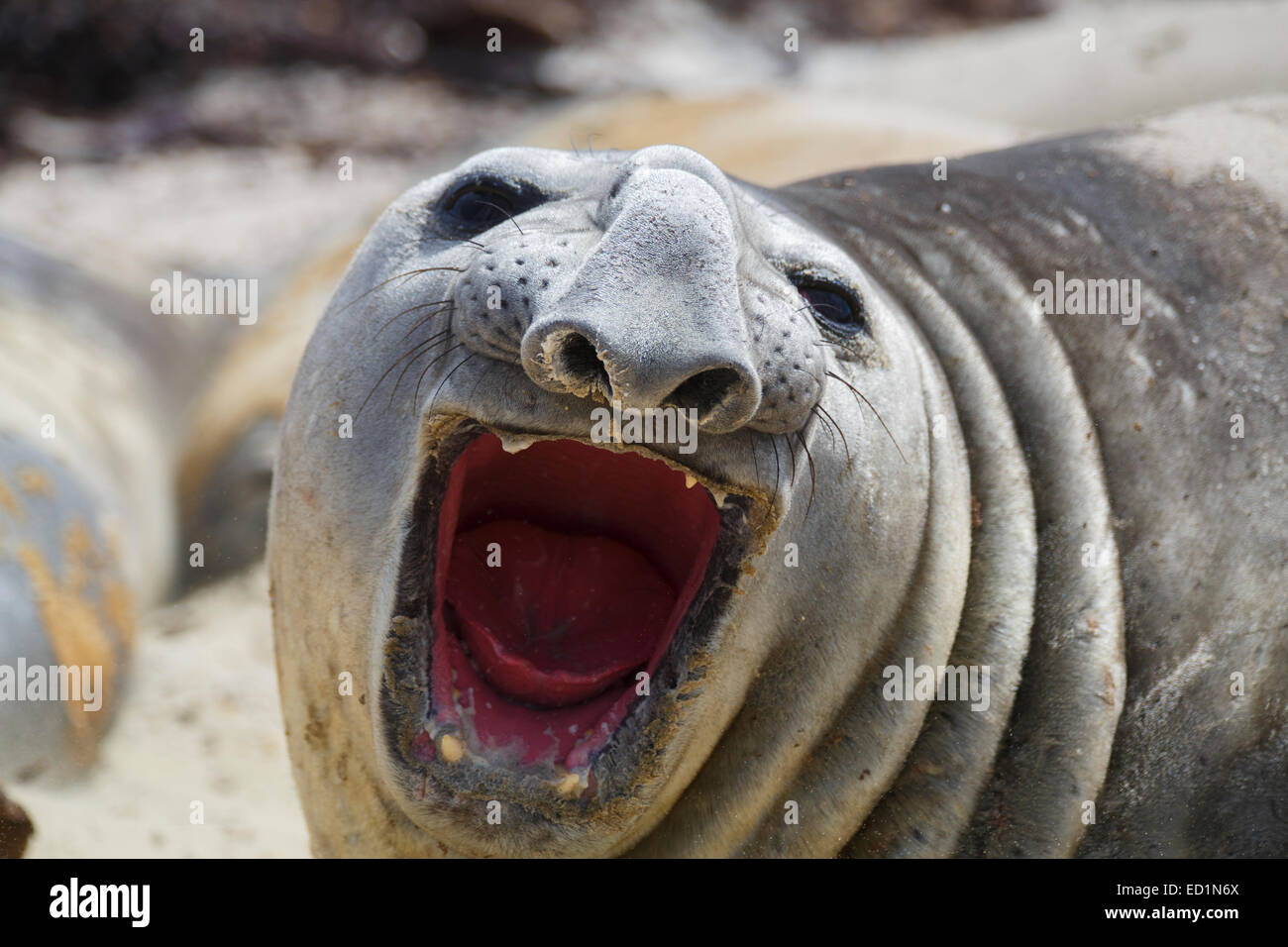 Südlichen See-Elefanten, Sea Lion Island, Falkland-Inseln. Stockfoto