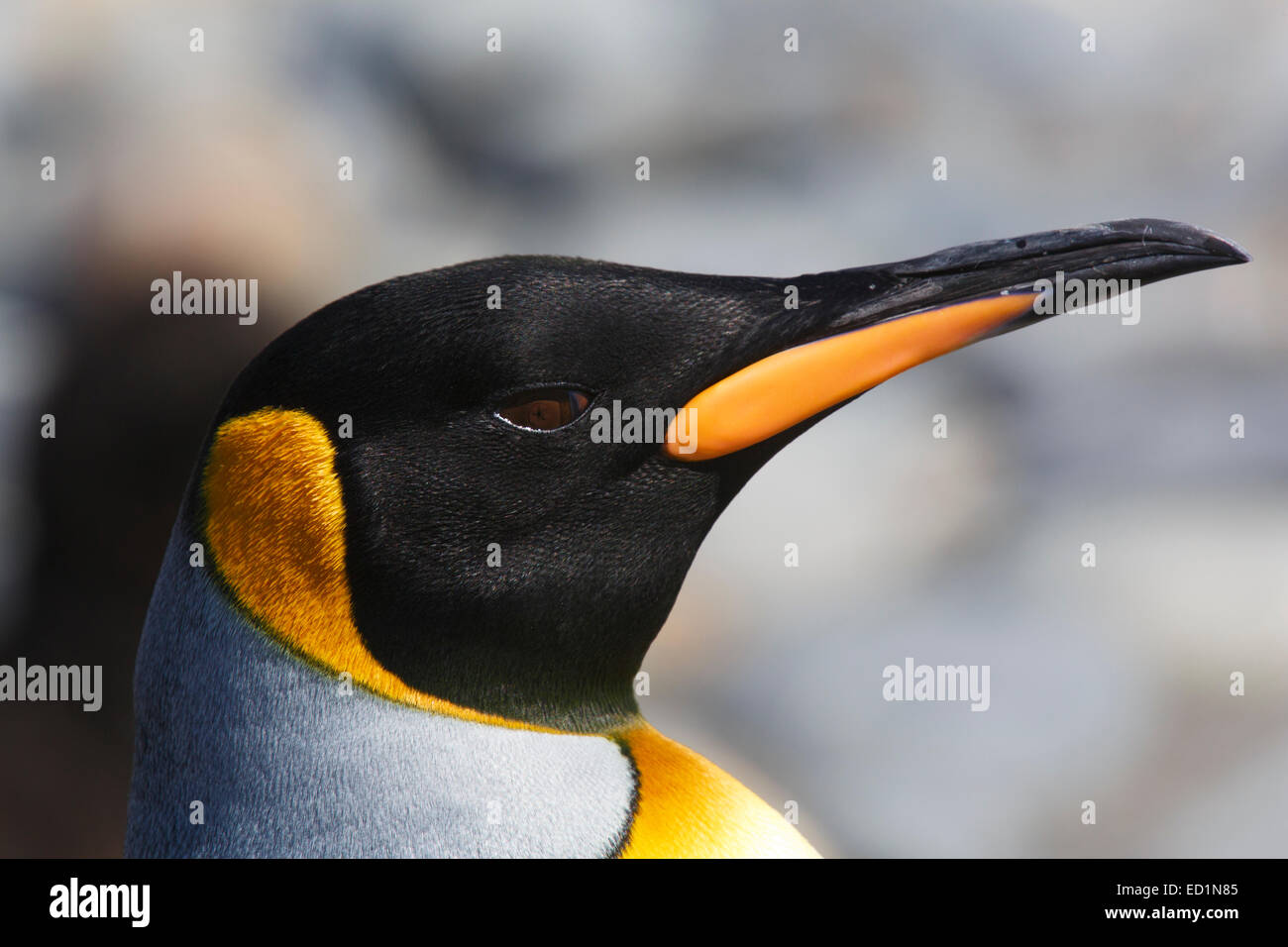 König Pinguin (Aptenodytes Patagonicus) auf dem Salisbury Plain, Südgeorgien, Antarktis. Stockfoto