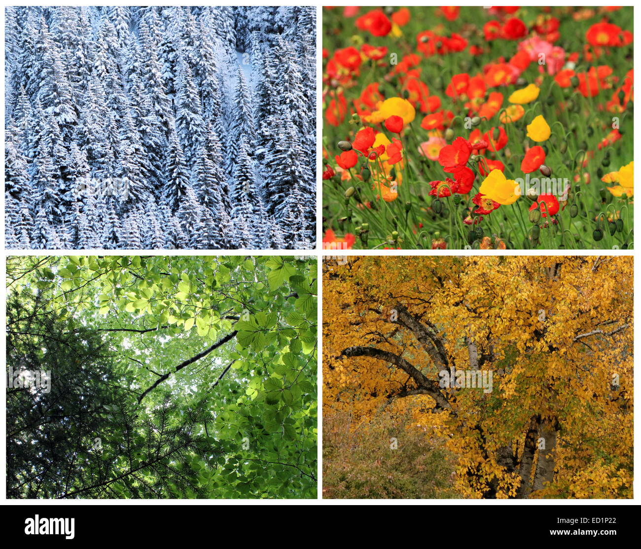 Vier Jahreszeiten Collage: Frühling, Sommer, Herbst, Winter Stockfoto
