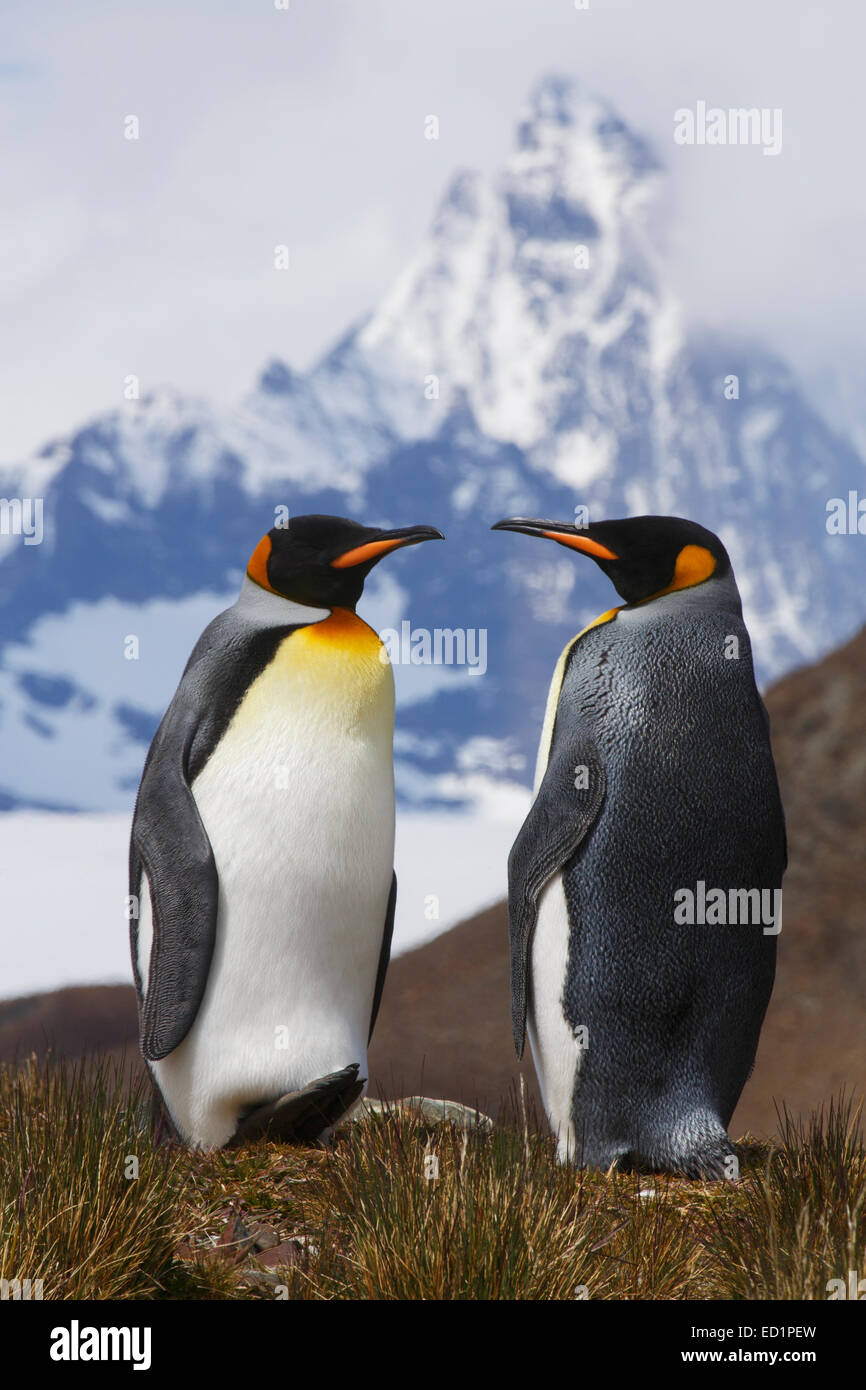 König Penguins (Aptenodytes Patagonicus), Fortuna Bay, South Georgia Island, Antarktis. Stockfoto