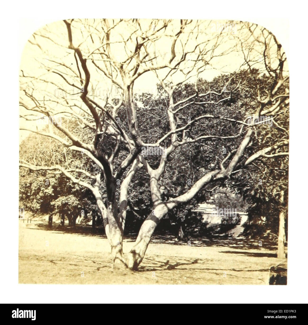 Schweißen Sie 1862 in Indien pg 130 (028 bemerkenswerten Baum an der Residency, Hyderabad) Stockfoto