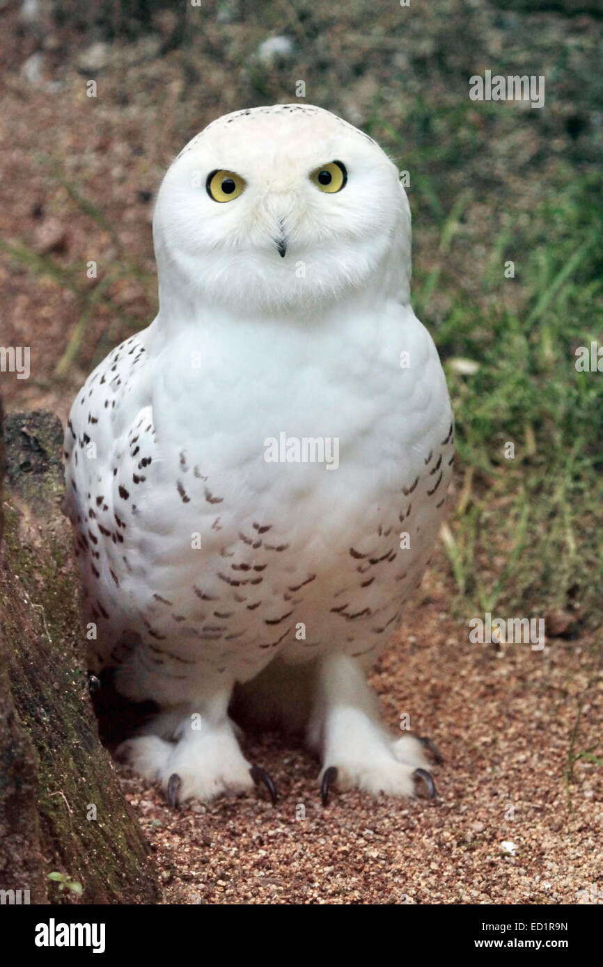 Struppi (Bubo Scandiacus) Arktis, große weiße, isländische Schnee Eule aus dem nördlichen Europa stand in den Boden Stockfoto