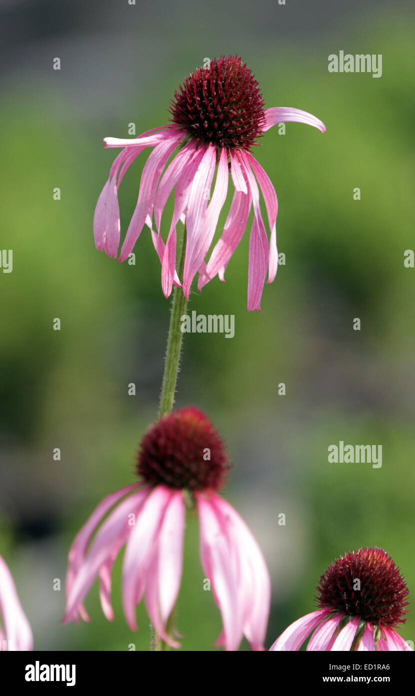 Mehreren Echinacea Purpurea Blumen, auch bekannt als Sonnenuntergang oder Sonnenhut Stockfoto