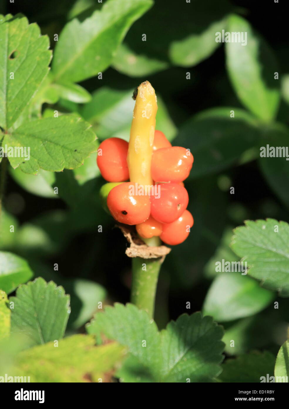 Herren und Damen (Arum Maculatum), giftige Pflanze in der Natur Stockfoto