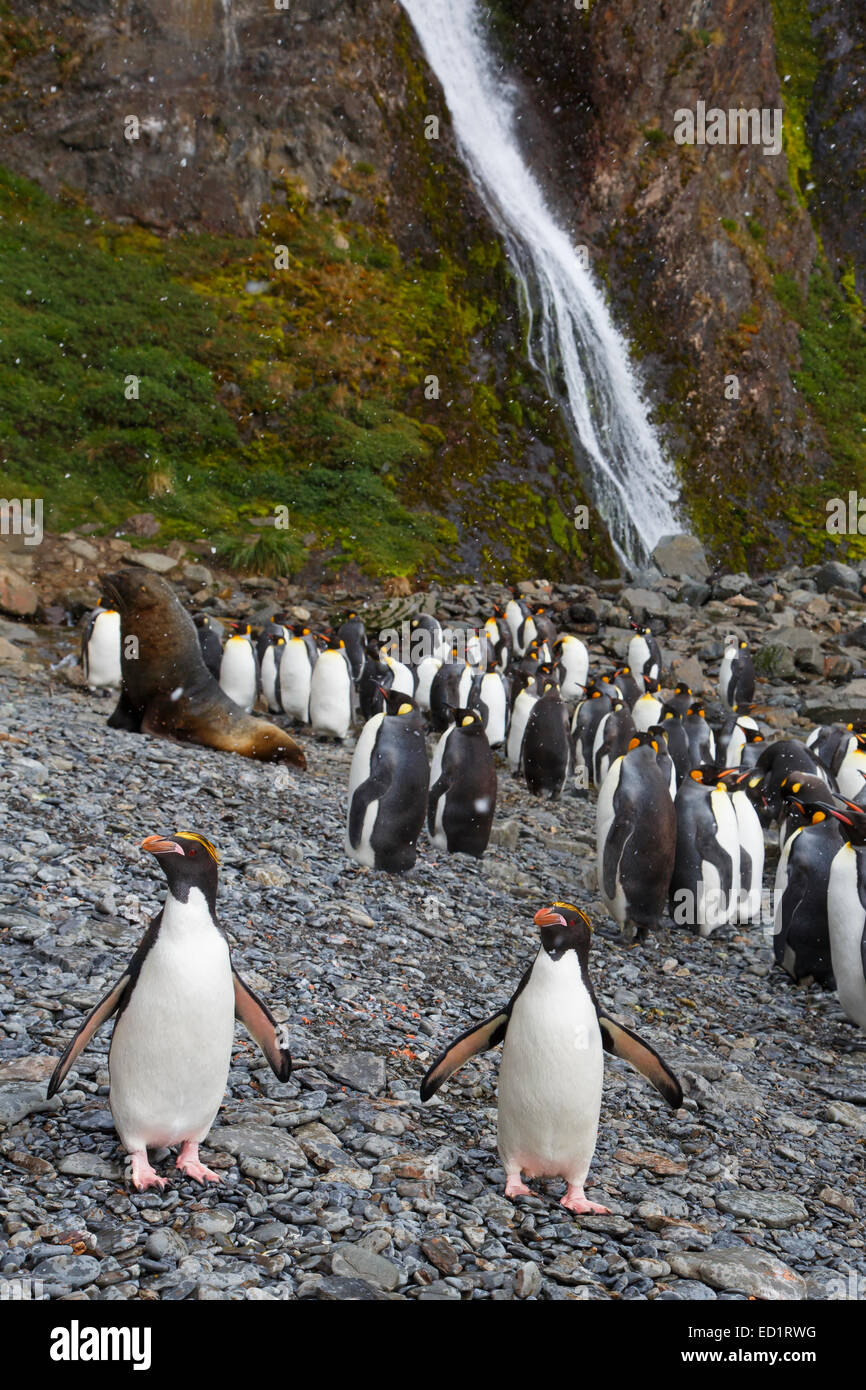 Königspinguine, Makkaroni Pinguine und antarktische Seebär, Hercules Bay, South Georgia Island, Antarktis Stockfoto