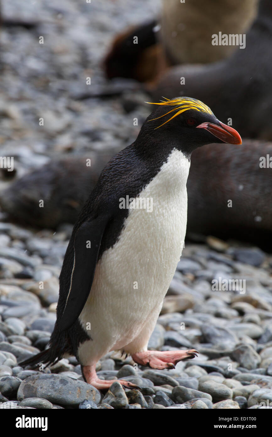 Makkaroni Pinguine (Eudyptes Chrysolophus), Hercules Bucht, Südgeorgien, Antarktis. Stockfoto