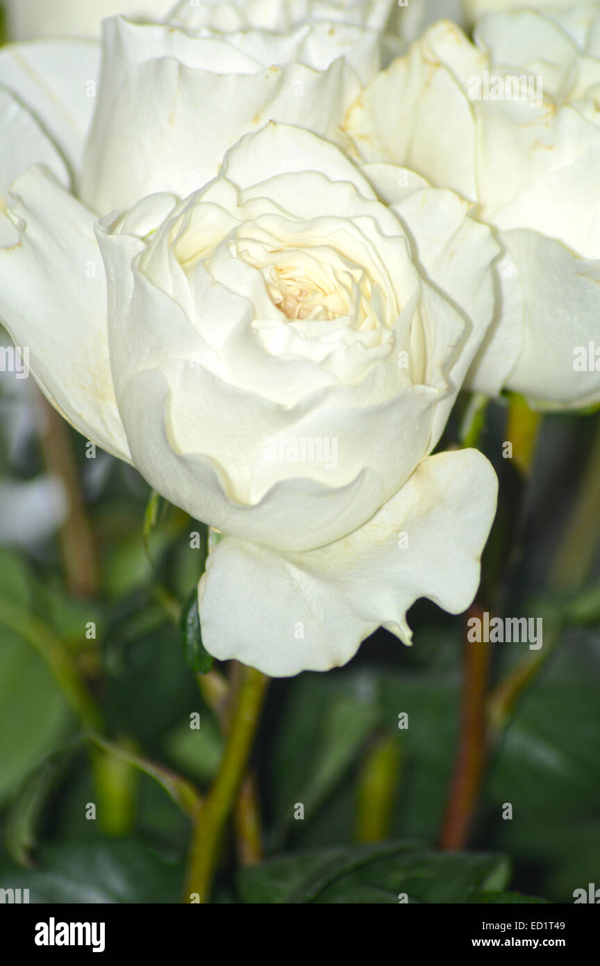 Viele weiße Rosen weiße Wolke Königin der Blumen Stockfoto