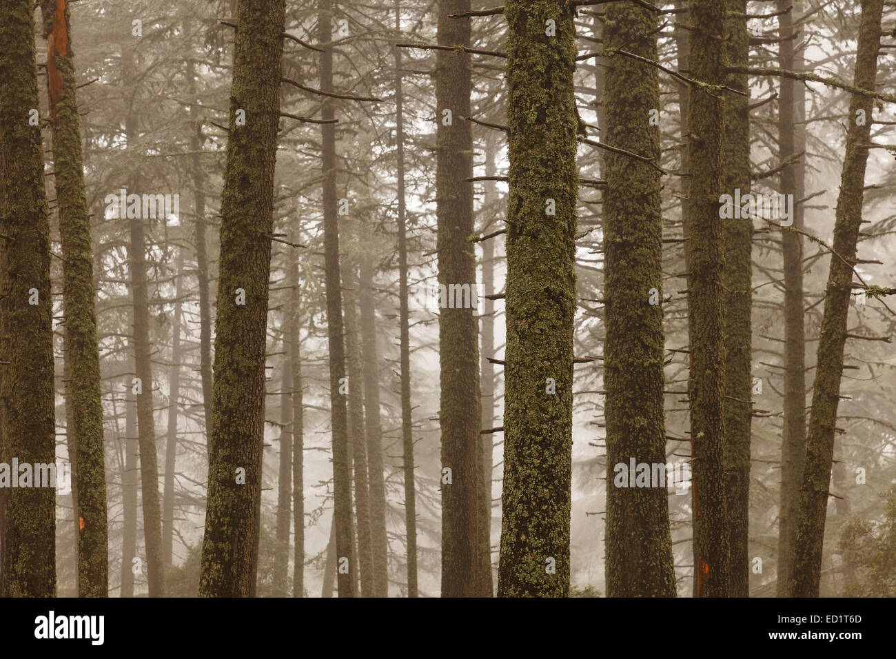 Zedernwald Baum im Nebel. Ifrane-Nationalpark. Mittleren Atlas. Fez. Marokko. Nordafrika. Afrika Stockfoto