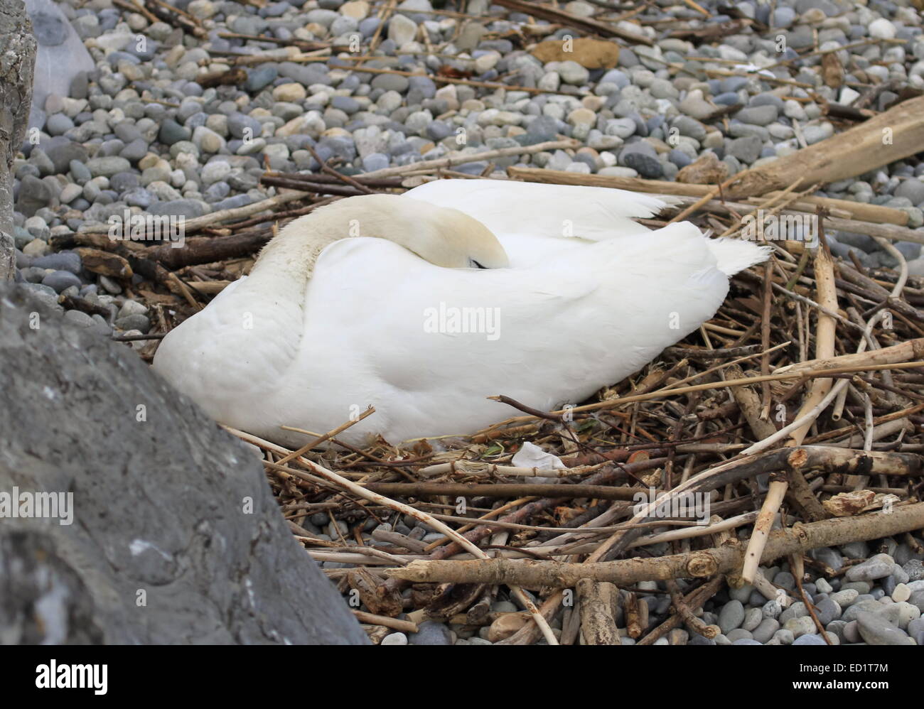 Schlafen im Nest von Schilf auf Kieselsteinen Schwan Stockfoto