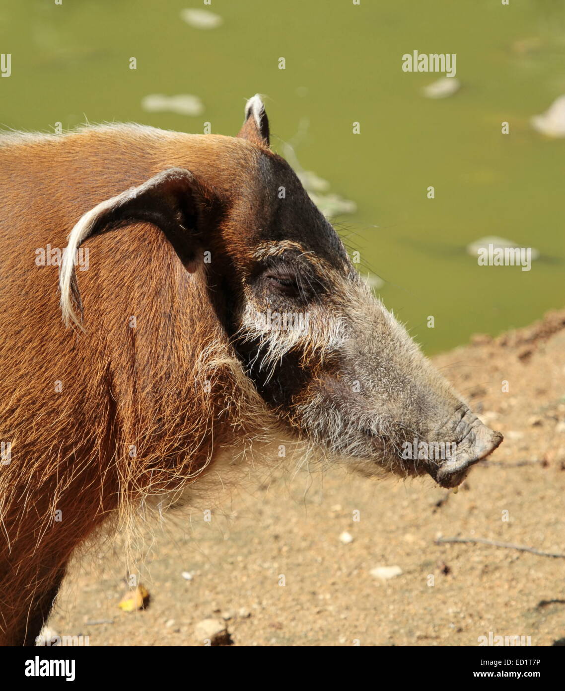 Red River Hog oder Potamochoerus Porcus Porträt Stockfoto