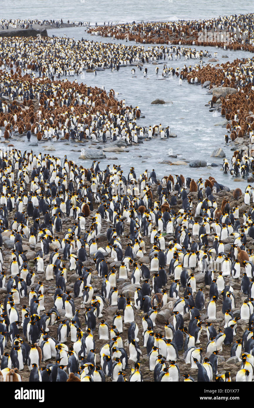 König Penguins (Aptenodytes Patagonicus), St. Andrews Bay, Südgeorgien, Antarktis. Stockfoto
