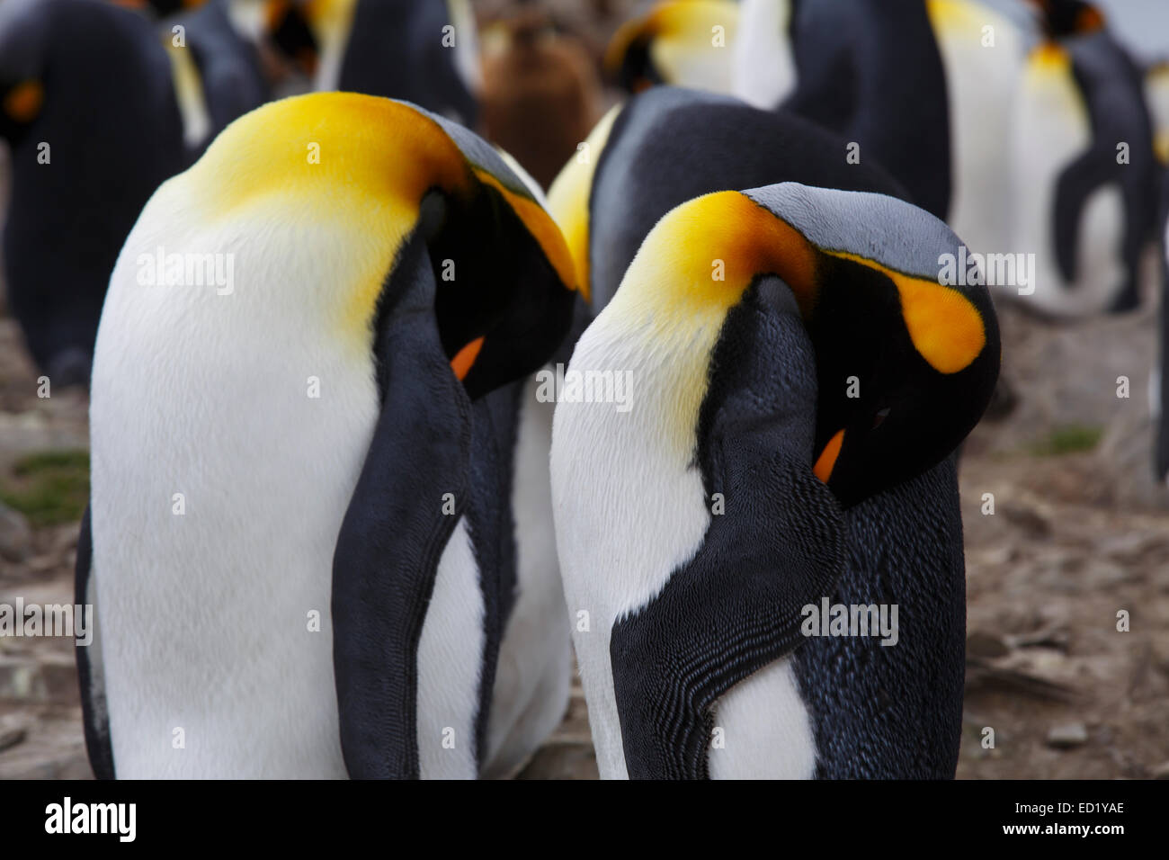 König Penguins (Aptenodytes Patagonicus), St. Andrews Bay, Südgeorgien, Antarktis. Stockfoto
