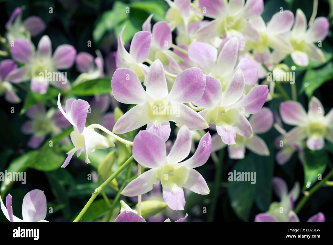 leuchtend bunte Orchidee blüht in Singapur Botanischer Garten Stockfoto