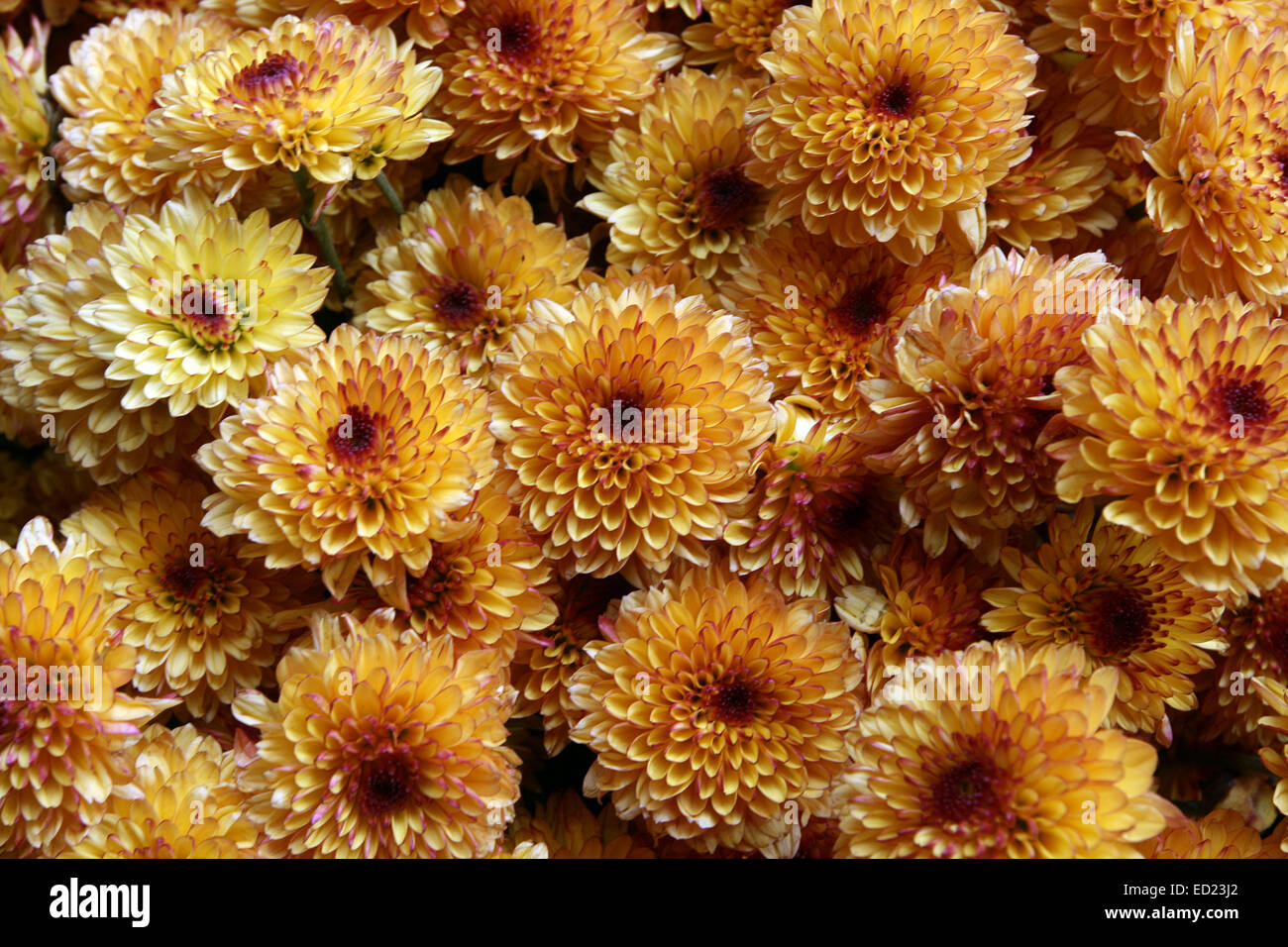Bunte Blumen. Stockfoto