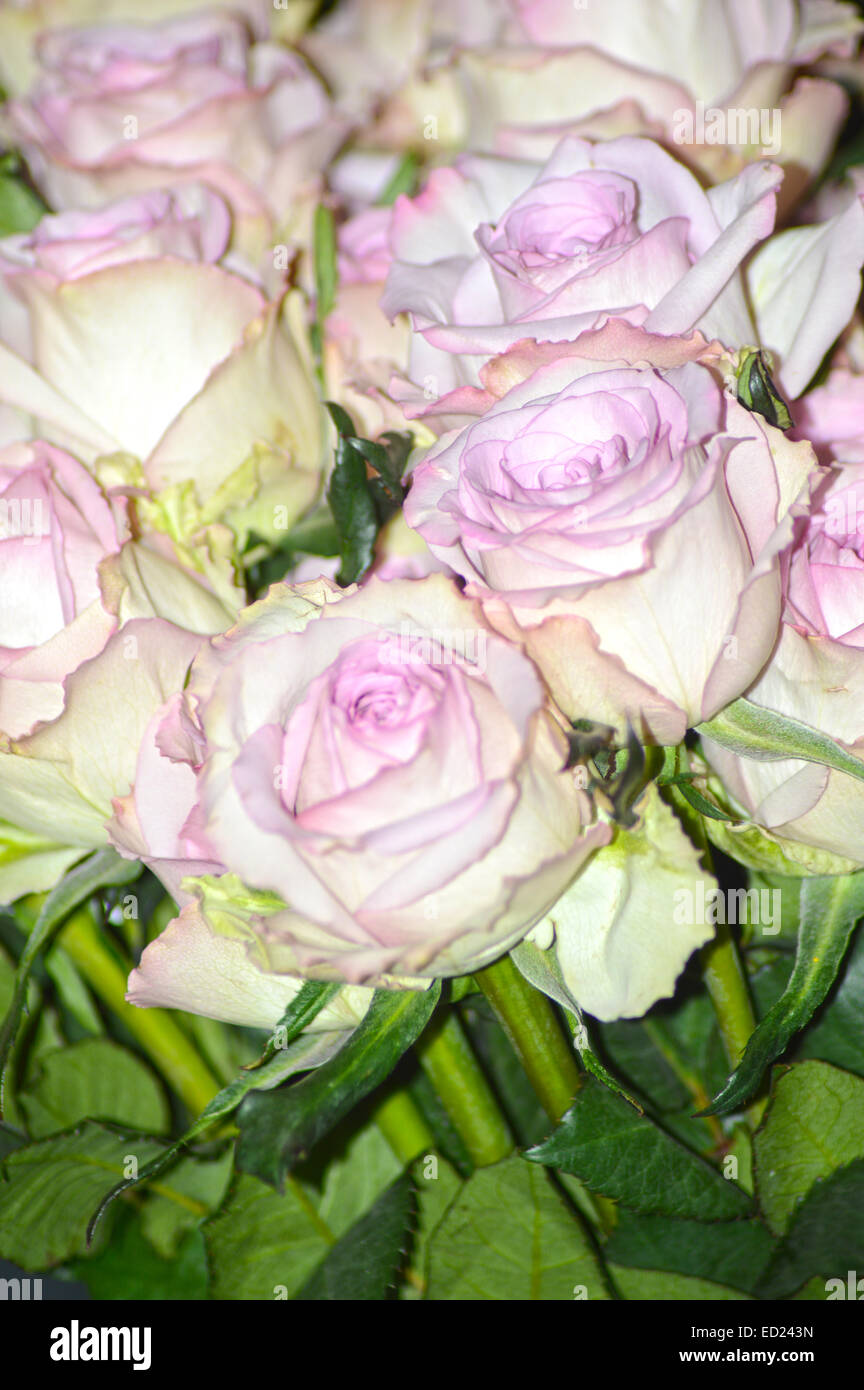 Viele rosa Rosen-Königin der Blumen Stockfoto