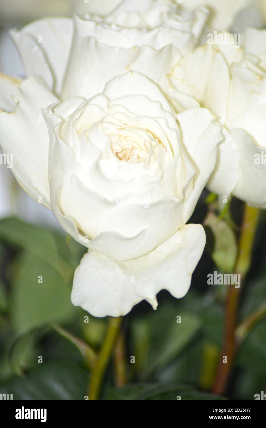 Viele weiße Rosen weiße Wolke Stockfoto