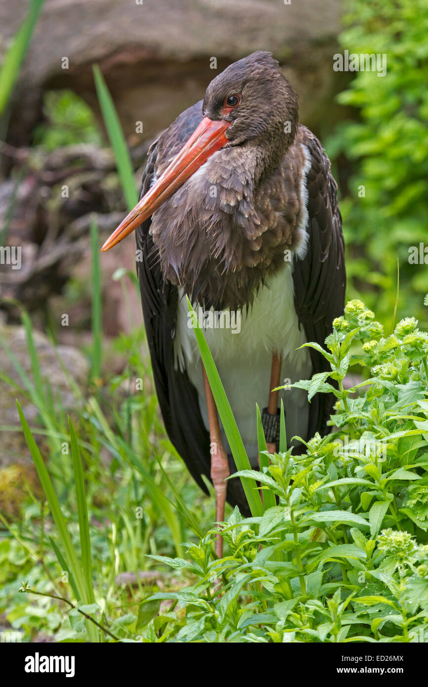 Schwarzstorch (Ciconia Nigra), Niedersachsen, Deutschland, Europa Stockfoto