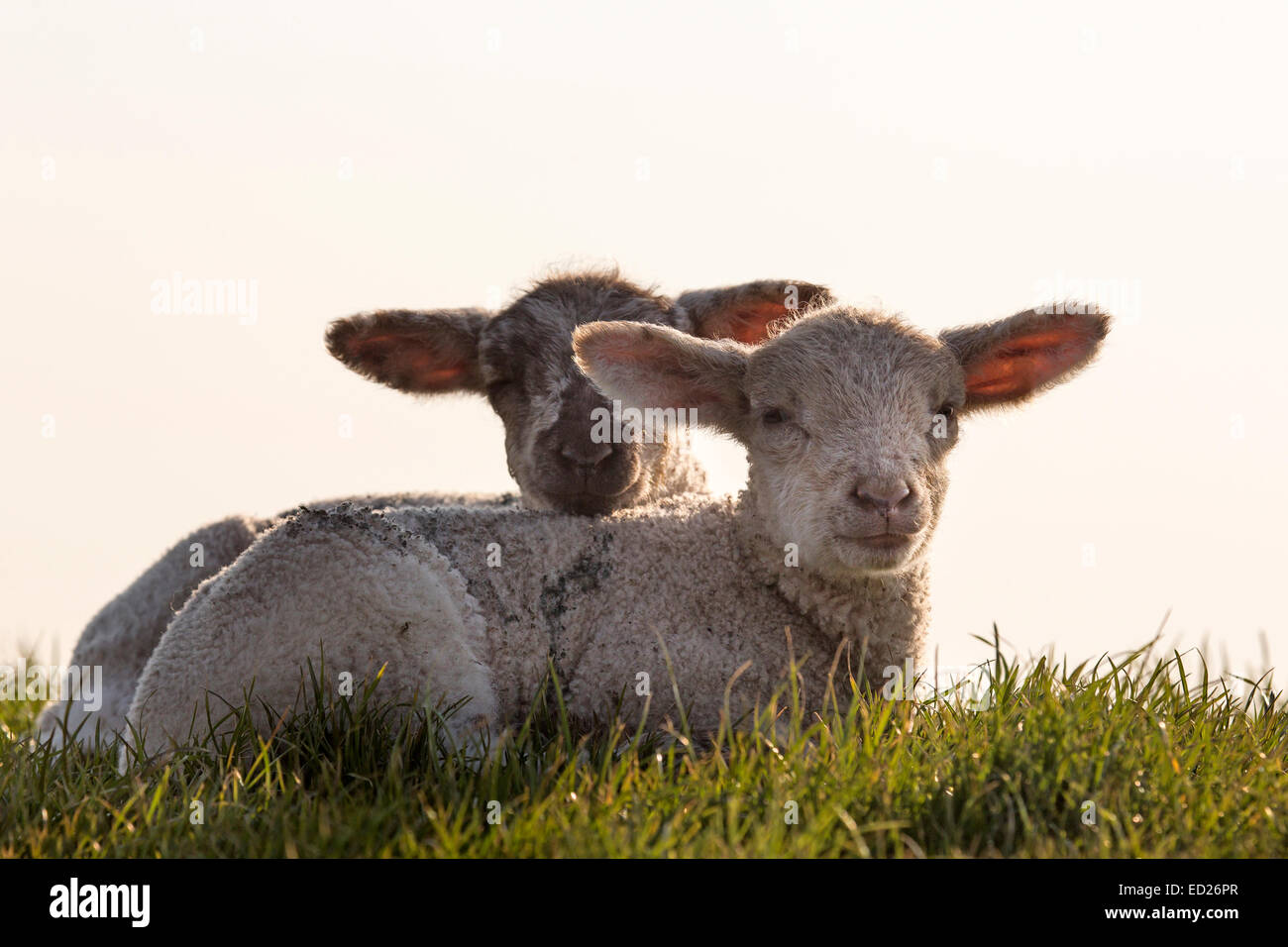 Junge Tiere Schafe, Nordfriesland, Schleswig-Holstein, Deutschland, Europa Stockfoto