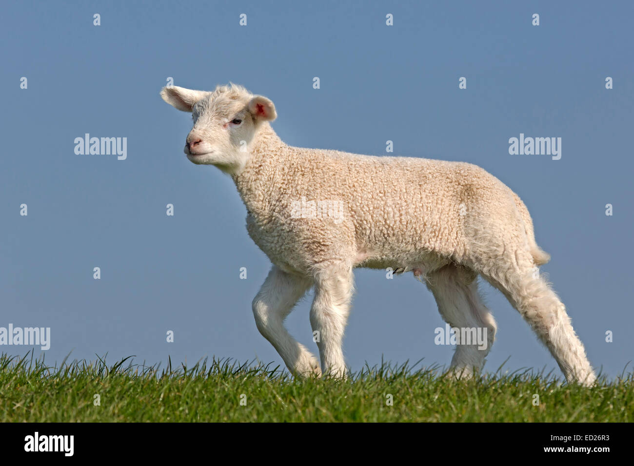 Junge Tiere Schafe, Nordfriesland, Schleswig-Holstein, Deutschland, Europa Stockfoto