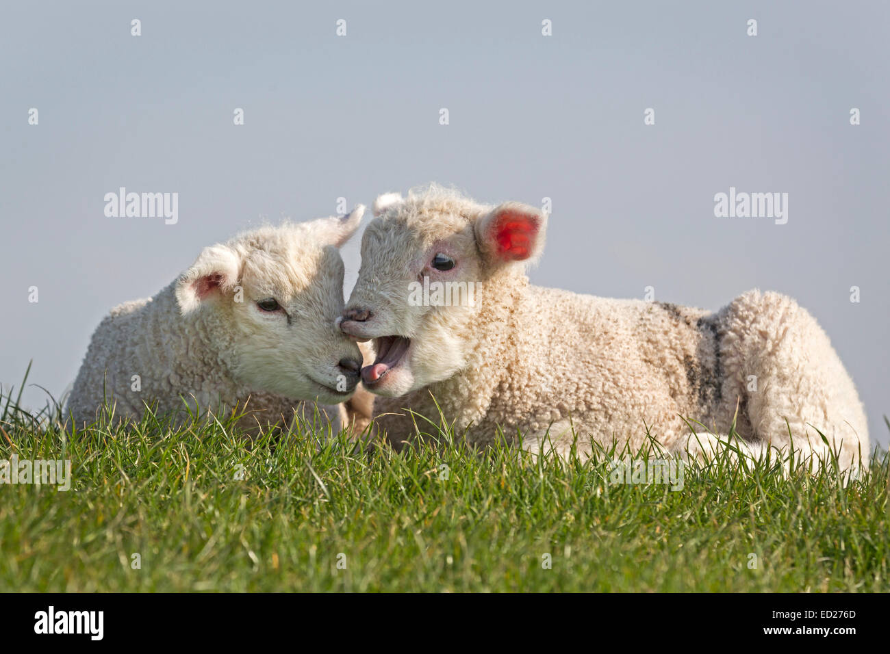 Junge Tiere Schafe, Nordfriesland, Schleswig-Holstein, Deutschland, Europa Stockfoto